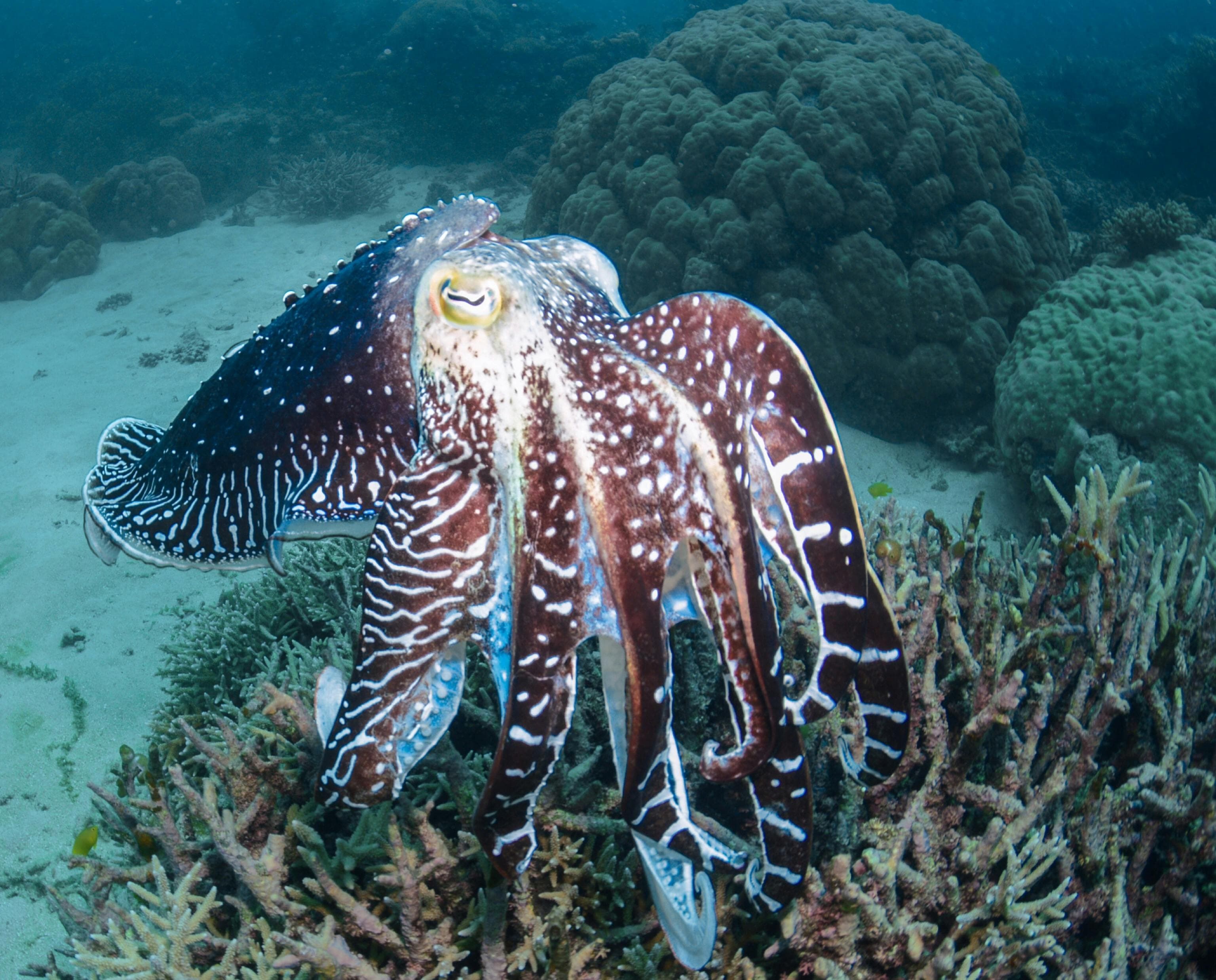 Common cuttlefish (Sepia officinalis) — premium cephalopod from Mauritanian shelf