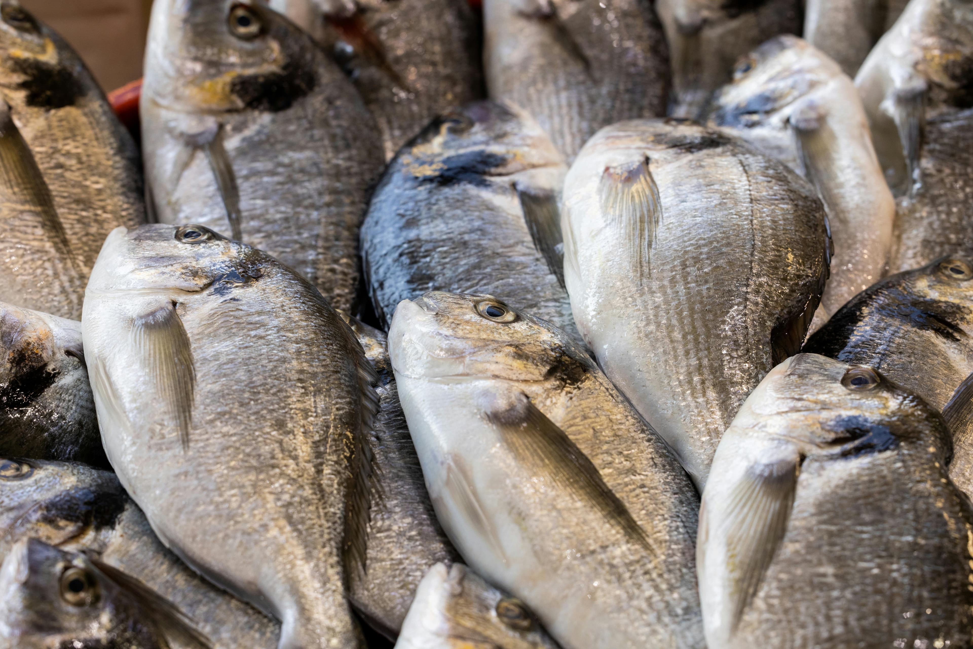 Sea bream / red porgy (Pagrus pagrus) — premium demersal species from Mauritanian waters