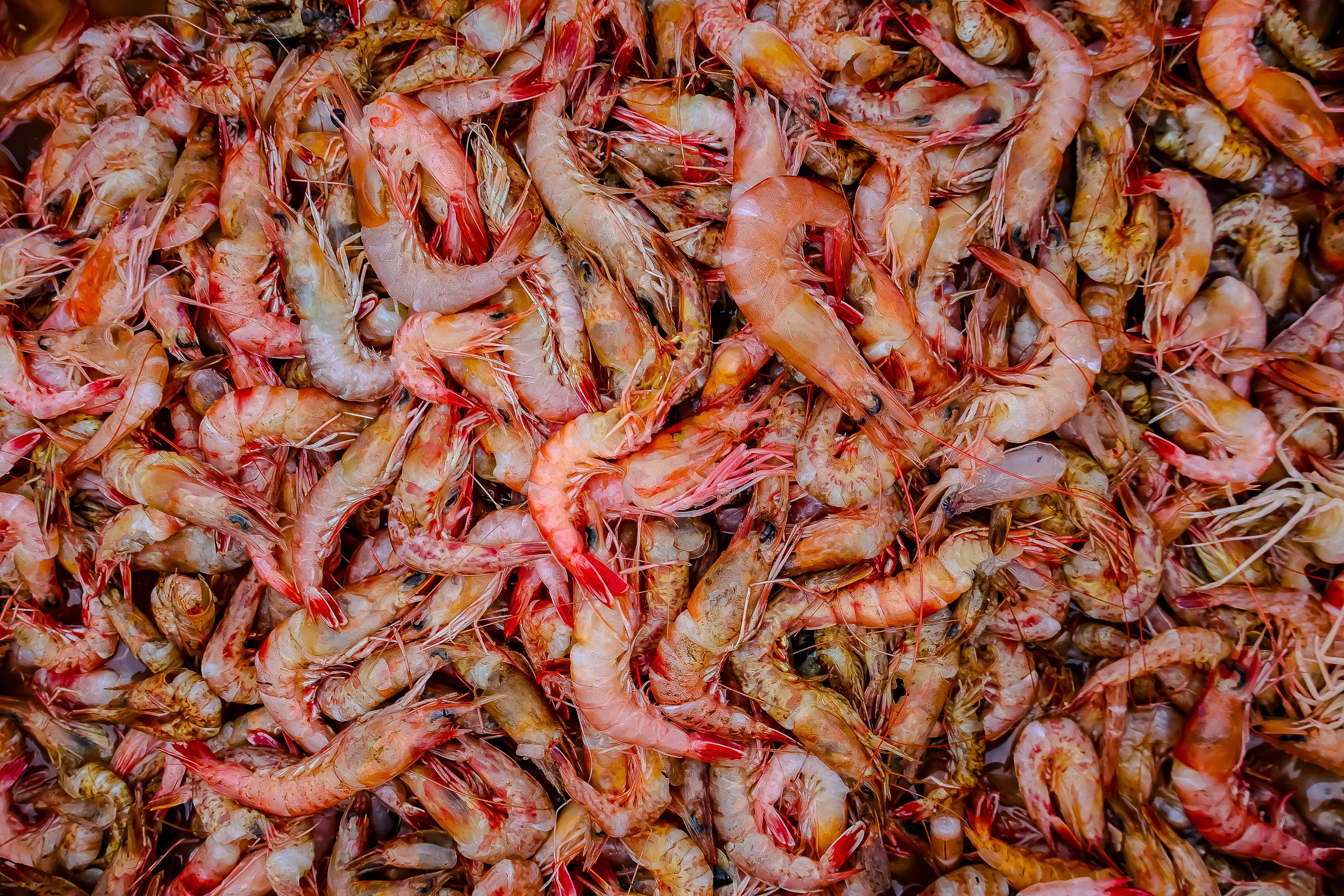 Deep-sea rose shrimp (Parapenaeus longirostris) — high-value crustacean from Mauritanian shelf