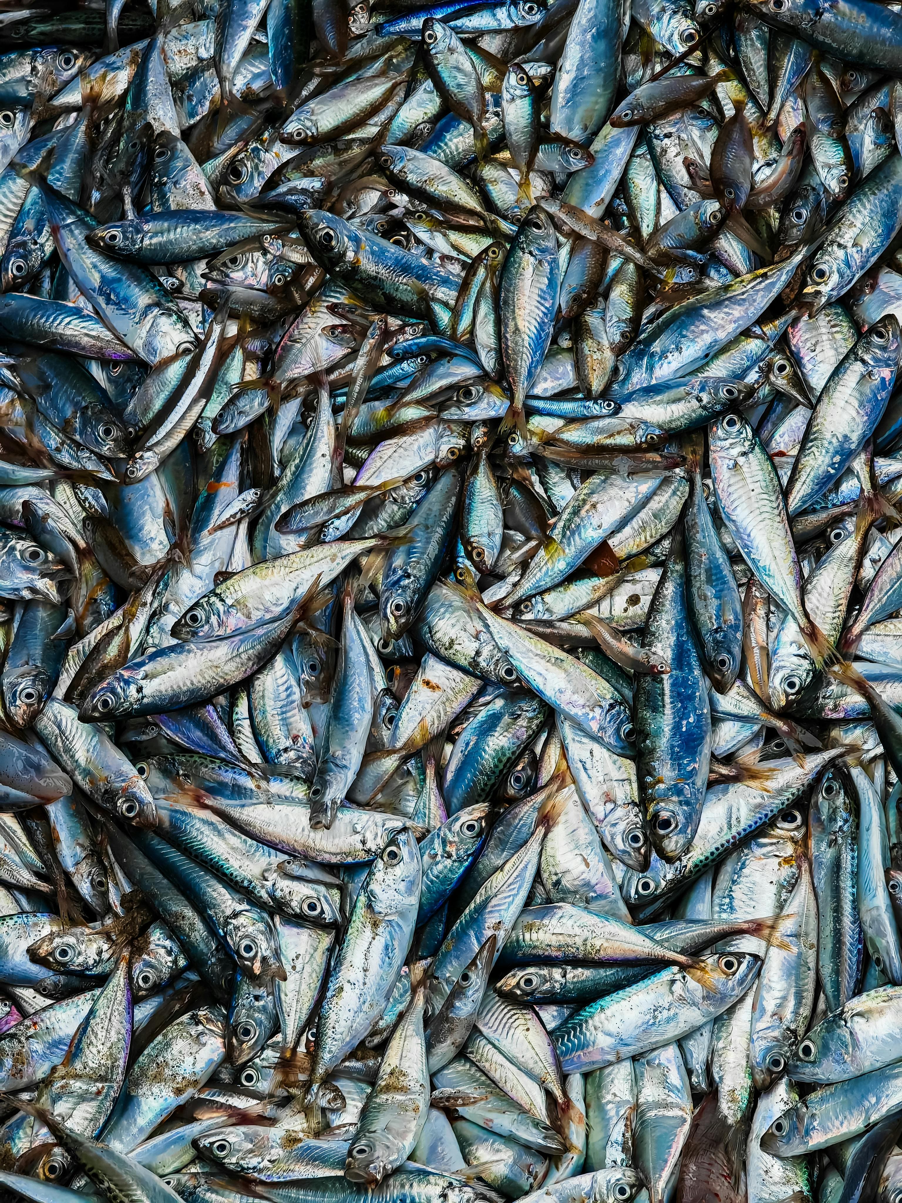 Atlantic horse mackerel (Trachurus trachurus) — pelagic species from Mauritanian coast