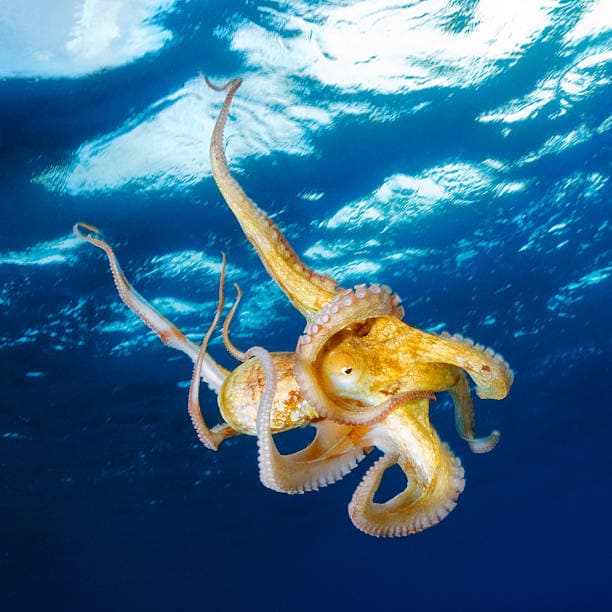 Common octopus (Octopus vulgaris) — icon species of Mauritanian Atlantic fisheries