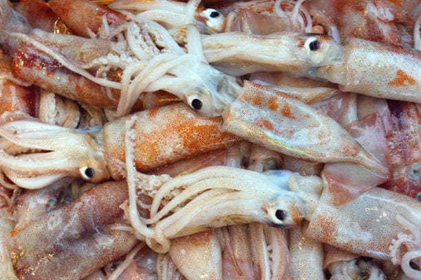 European squid (Loligo vulgaris) — versatile cephalopod export species