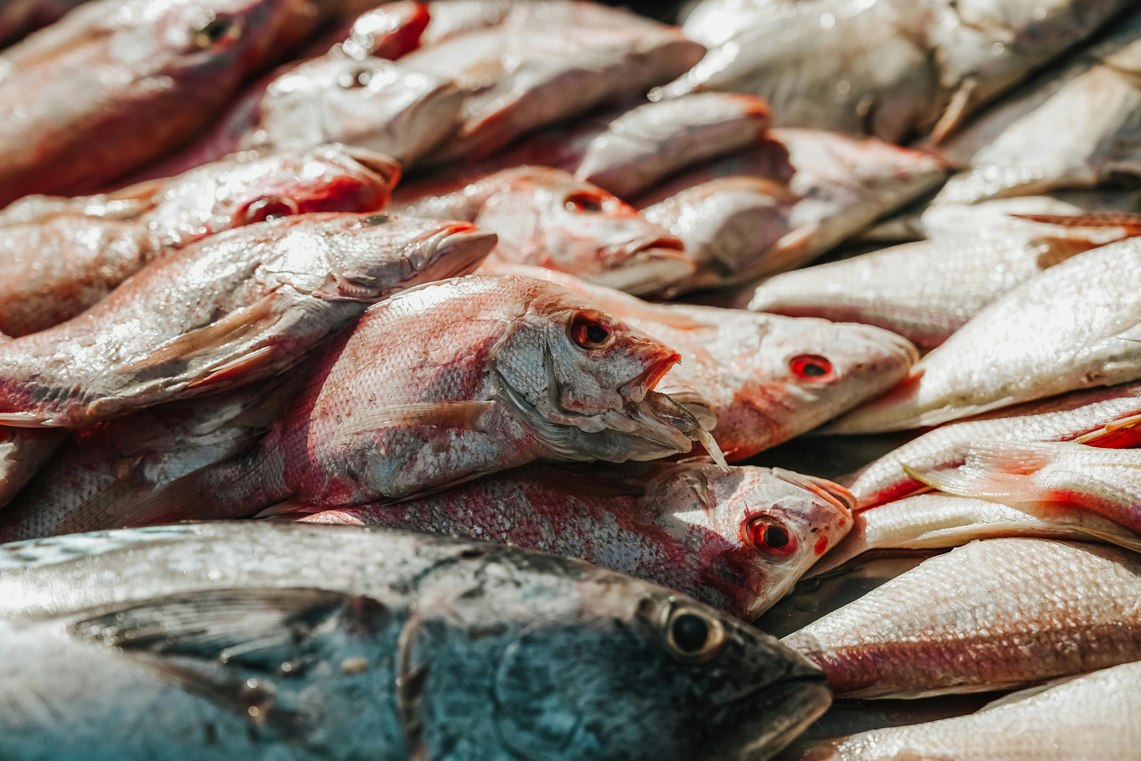 White grouper (Epinephelus aeneus) — prized demersal fish from West African waters